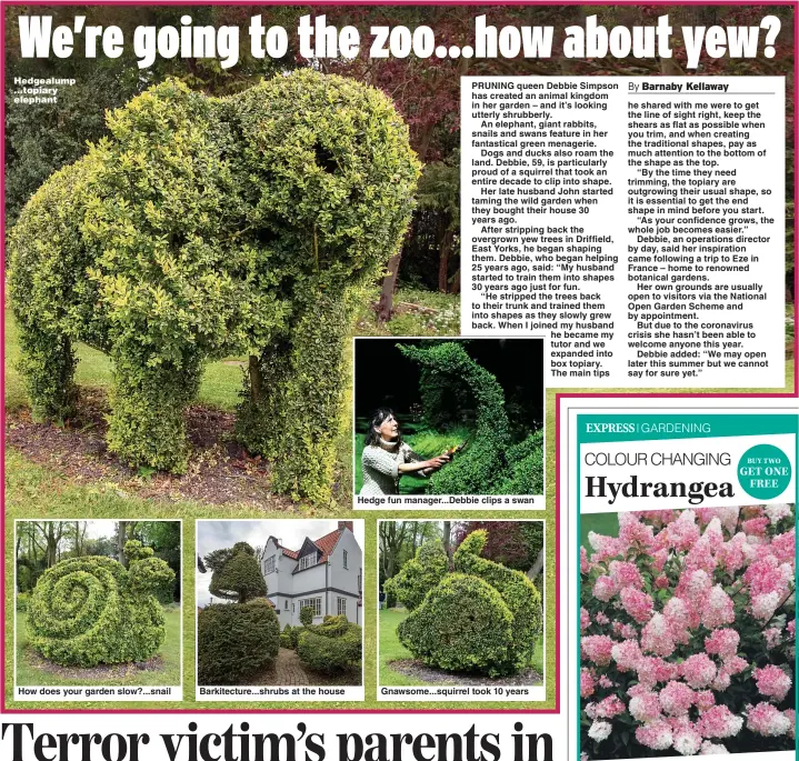  ?? Pictures: SWNS ?? Hedgealump ...topiary elephant
How does your garden slow?...snail
Barkitectu­re...shrubs at the house
Hedge fun manager...Debbie clips a swan
Gnawsome...squirrel took 10 years