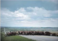  ?? JEFF MCINTOSH THE CANADIAN PRESS ?? Cattle producers on the Prairies are hoping for the best but preparing for the worst as an ongoing drought continues to diminish pastures.