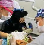  ?? AP PHOTO/ESTEBAN FELIX ?? In this April 28 photo, 9-year-old Rayen Antinao gets a dental check-up as therapy dog Zucca helps keep her calm at the Los Andes University Medical Center, on the outskirts of Santiago, Chile. Autistic children can get upset by the lights in their...