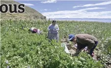  ?? ?? Aguilar (centre) harvests in her corn and potato fields in the community of Chachapoya on the shores of Lake Titicaca, in the Bolivian highlands.