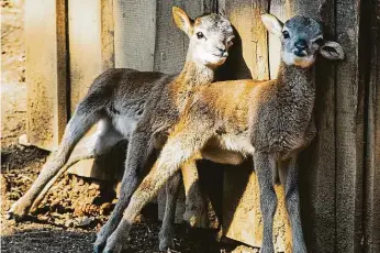  ?? Foto: Dan Materna, MAFRA ?? Narození v Praze Divoká zvířata se stěhují do Prahy, protože v jejich přirozené krajině jim ubývají úkryty. Ve městě ale musejí překonat mnoho překážek. Srnky často vyděsí třeba psi.