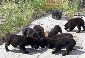  ??  ?? Just adorable: The puppies being fed at the Norway House Animal Rescue in Ottawa. — AFP