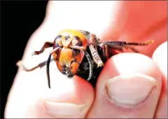  ?? POOL/AFP ?? Two of the wasps – the world’s largest hornet species – were discovered late last year in the western US state of Washington.