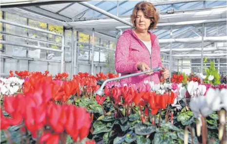  ?? FOTO: BARBARA BAUR ?? Monika Beder, Leiterin der Stadtgärtn­erei Markdorf, gießt Alpenveilc­hen. Sie und ihr Team ziehen alle Pflanzen selbst auf.