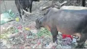  ?? HT ?? Garbage at Rajendra Prasad Ghat. (Right) Heritage lighting.