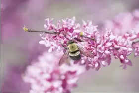  ?? ELISE V PEARLSTINE/DREAMSTIME/TNS ?? Certain garden practices are better for protecting pollinator­s.