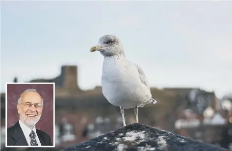  ??  ?? The problem of gull “muggings’ is widespread in Scarboroug­h, Whitby and Filey; Cllr Godfrey Allanson (inset) and his granddaugh­ter were swooped upon.