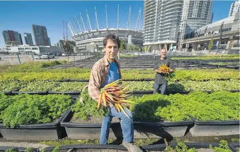  ?? ARLEN REDEKOP ?? Michael Ableman, centre, works with Alain Guy at the False Creek Sole Food farm in downtown Vancouver on Wednesday.