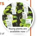  ??  ?? Young plants are available now