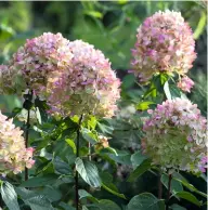  ??  ?? Herzallerl­iebste Hortensie Von den rund 80 Hortensien-Arten finden sich etwa 30 im Garten der Höpfls. Feminine Farben geben bei ihrer Auswahl den Ton an.