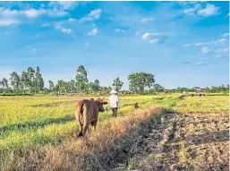  ??  ?? Vietnam has signed a free trade deal with the EU and Cambodia wants it to invest in processing facilities.