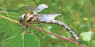  ?? Sefton Coast Column ?? ● A freshly-emerged Migrant Hawker dragonfly