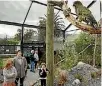  ??  ?? The new kea enclosure at Natureland opened on Saturday.