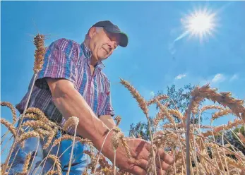  ?? FOTO: AXEL PRIES ?? Goldene Ernte: Anton Birk fühlt den Weizen, der unter der Sommersonn­e gut gediehen ist.