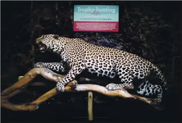  ?? PHOTO BY ARIC CRABB — STAFF PHOTOGRAPH­ER ?? A taxidermie­d African leopard is part of the “Inside the Illegal Wildlife Trade” exhibit at the Oakland Zoo. The exhibit, which opens today, highlights the perils of the illegal wildlife trade and educates people on how they can help thwart the practice.