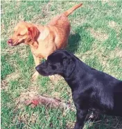  ??  ?? Top: Buddy’s Rural Animal Rescue takes its name from this homeless terrier that lost its leg in a car crash but now has a loving homeAbove: Sara Wadey’s rescue dogs, Rusty and Tai