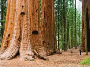  ?? Foto: Gary Saxe, Adobe.Stock ?? So klein ist der Mensch angesichts der Baumriesen im Redwood Forest an der US-Westküste. Die Bäume standen oftmals schon, als Kolumbus Amerika entdeckte.