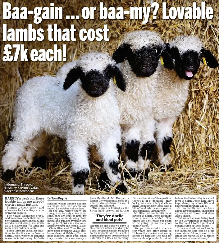  ??  ?? In demand: Three of Halsbury Barton’s Valais blacknose newborns