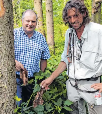  ?? Foto: Claudia Schuri ?? Anton Wittmann und Rudolf Brandl (rechts) zeigen den Käferbefal­l an einer Fichte.