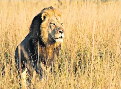  ??  ?? Xanda, a six-year-old cub sired by Cecil the lion, is believed to have wandered just outside the boundary of Hwange National Park, close to where it was born