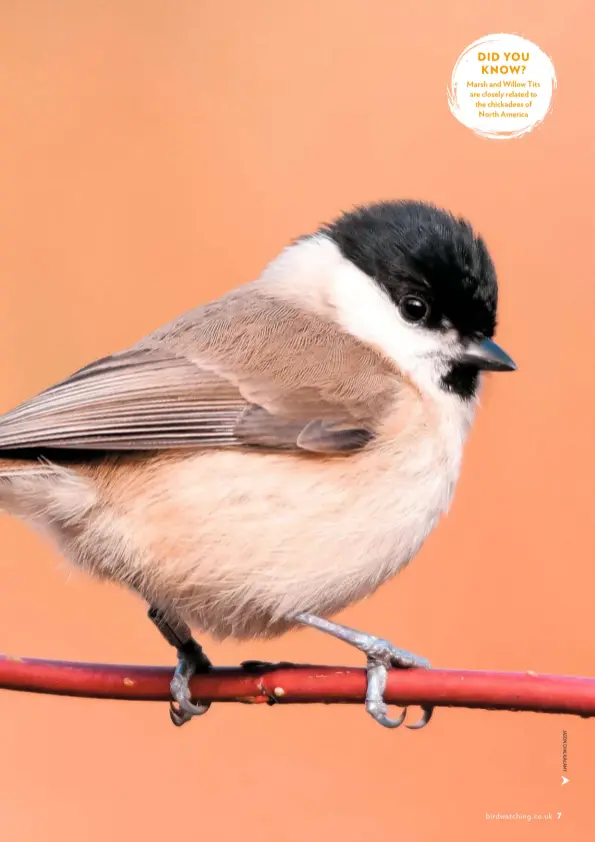 MARSH TIT - PressReader