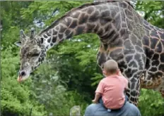  ?? Lucy Schaly/Post-Gazette ?? Lewis the giraffe comes out to say hello to visitors Friday at The Pittsburgh Zoo & PPG Aquarium.