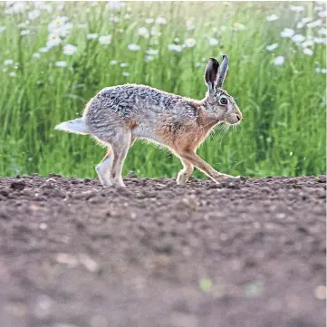  ??  ?? POLICY: A new study says farms that safeguard nature can be more profitable.