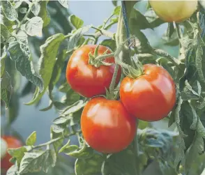  ?? Picture: Shuttersto­ck ?? To shade or not to shade? That is this week's question for your greenhouse tomatoes.