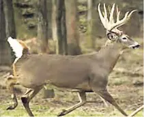  ??  ?? White-tailed deer.