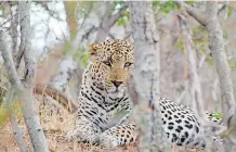  ?? ?? BATTLE SCARRED: This impressive­ly scarred male leopard did not even attempt to conceal himself from photograph­er Karabo Magakane.