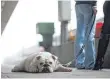  ?? FOTO: DPA ?? Große Hunde kosten in der Bahn den halben Ticketprei­s.