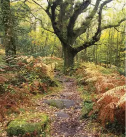  ??  ?? ABOVE In autumn, the wood cloaking the slopes of Lustleigh Cleave is a great place to spot lichens, including string-of-sausage lichen