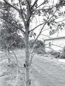  ?? Courtesy photo ?? Browning is evident on this tree a reader bought as a Shumard red oak. That could be the result of moisture stress.