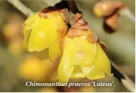  ??  ?? Chimonanth­us praecox ‘Luteus’.