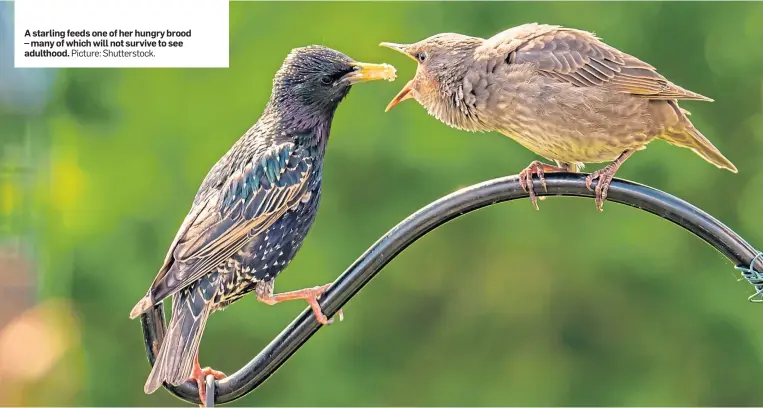  ?? Picture: Shuttersto­ck. ?? A starling feeds one of her hungry brood – many of which will not survive to see adulthood.