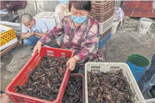  ??  ?? A prawn vendor at Wuhan Baishazhou Market, in China’s central Hubei province, on April 15.