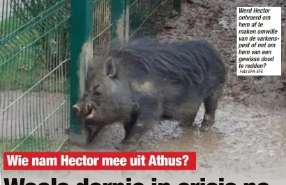  ?? Foto EPA-EFE ?? Werd Hector ontvoerd om hem af te maken omwille van de varkenspes­t of net om hem van een gewisse dood te redden?