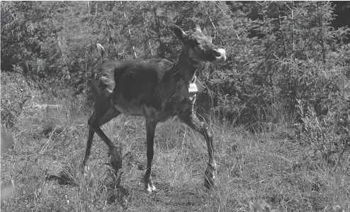  ?? JEAN LAPOINTE ?? The boreal woodland caribou herd located near Val D’Caribous of Val d’Or, Que., is in danger of extinction as humans encroach on its habitat.