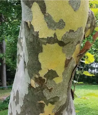  ?? COURTESY OF ASSOCIATIO­N FOR CANADIAN EDUCATIONA­L RESOURCES ?? A London plane tree is one of the QR-tagged species you might find on trail at U of T’s Mississaug­a campus.