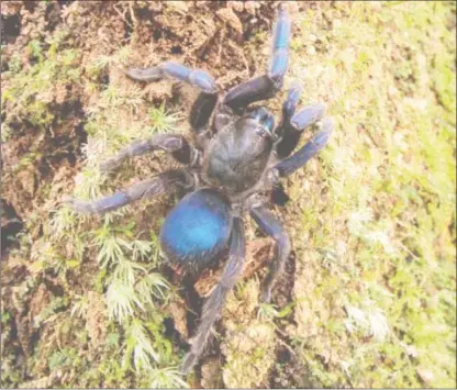  ?? (Andrew Snyder photo - WWF Guianas website) ?? Herpetolog­ist Andrew Snyder encountere­d a rotting tree stump with numerous holes while out on a night hike in primary rainforest along the upper Potaro River. Shining his flashlight into a large hole revealed this possibly undescribe­d tarantula...