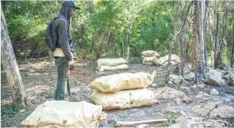  ?? MARVIN DEL CID ?? Un campesino ante sacos con guaconejo que cortó con un grupo en Parque Nacional Jaragua.