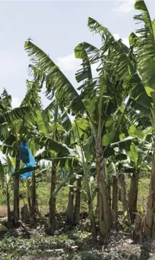  ??  ?? The Fruit Farm Group was sinds 2014 actief in Suriname, op twee bananenpla­ntages in het westen van het land.