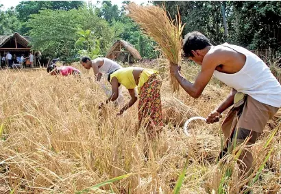  ??  ?? File picture of harvesting in a Sri Lankan village. Many young people are reluctant to work in paddy lands and prefer government jobs.