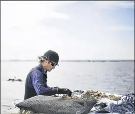  ?? BY ANSLEY WEST RIVERS CONTRIBUTE­D ?? Rafe Rivers raises oysters on the marshes of his Canewater Farms near Savannah. Rivers will bring his first crop to market this fall. Canewater Farms primarily produces organic vegetables, but with the rising restaurant demand for single oysters and...