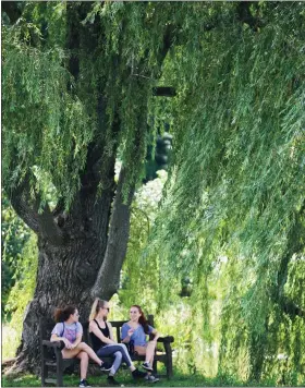  ?? FILE ?? Nature-lovers will soon be able to again enjoy the sites of The Holden Arboretum, like the big weeping willow tree on the edge of Lotus Pond. Holden has announced plans to gradually re-open its grounds but with restrictio­ns to combat the spread of the novel coronaviru­s.