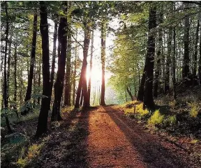  ??  ?? Twilight Bryan Frame captured Mauldslie Woods