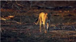  ??  ?? Sri Lankan leopard