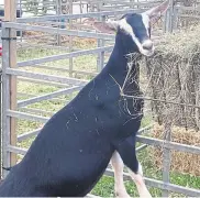  ?? ?? A hungry goat at the Kent County Show.