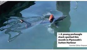  ?? Summer Gilroy-Simpson ?? > A young porbeagle shark spotted this month in Plymouth’s Sutton Harbour