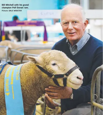  ?? Picture: DALE WEBSTER ?? Bill Mitchell with his grand champion Poll Dorset ram.